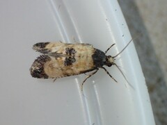 Neocochylis dubitana