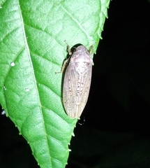 Ponana