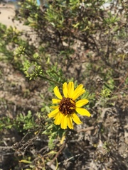 Encelia laciniata
