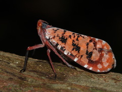 Aphaena discolor
