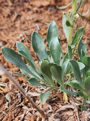 Oreocarya breviflora