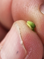 Oreocarya breviflora