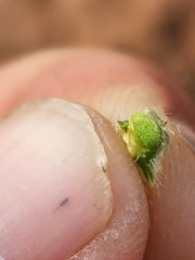 Oreocarya breviflora