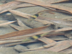 Striuntius lateristriga