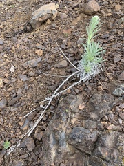 Oreocarya thompsonii