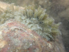 Polybranchia orientalis