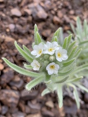 Oreocarya thompsonii
