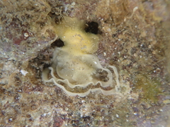 Doriopsis granulosa