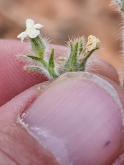 Oreocarya breviflora