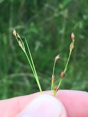 Rhynchospora rariflora