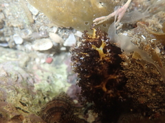 Holothuria cinerascens