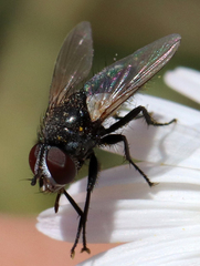 Leucostomatini