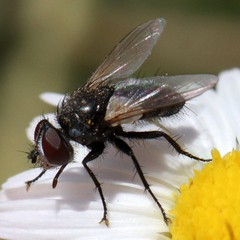 Leucostomatini