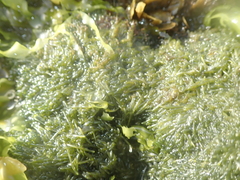 Valoniopsis