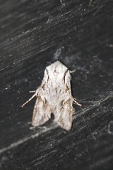 Egira crucialis