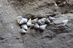 Nodilittorina pyramidalis