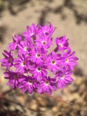 Abronia gracilis