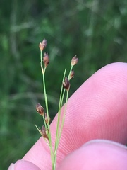 Rhynchospora rariflora