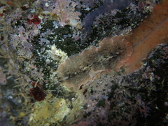 Thysanozoon brocchii