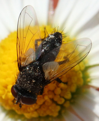 Leucostomatini