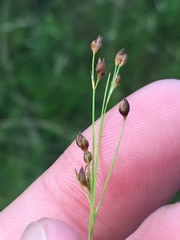 Rhynchospora rariflora