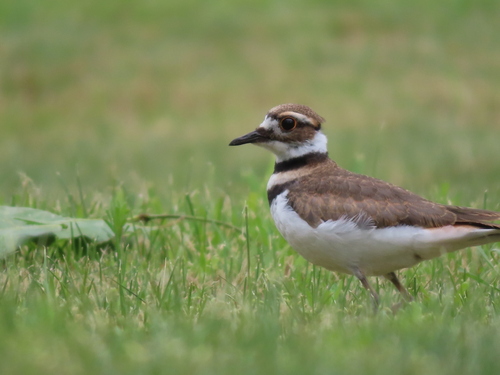Killdeer photographed in New Hampshire