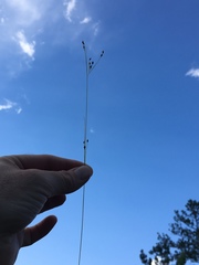 Rhynchospora rariflora