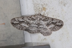 Stenoporpia excelsaria