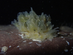 Polybranchia orientalis