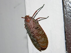Aphaena submaculata