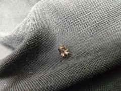 Cryptorhynchus lapathi