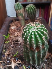Echinopsis