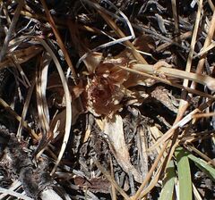 Dudleya abramsii abramsii