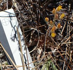 Dudleya abramsii abramsii