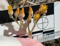Dudleya abramsii abramsii