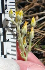 Dudleya abramsii abramsii