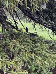 Turdus migratorius propinquus