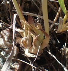 Dudleya abramsii abramsii