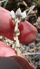 Dudleya abramsii abramsii