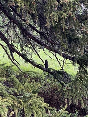 Turdus migratorius propinquus