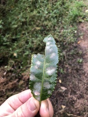 Cephaleuros lagerheimii