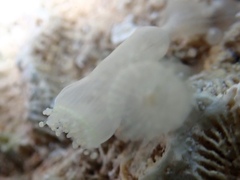 Pseudocorynactis