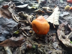 Macrocystidia reducta