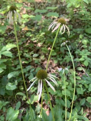 Echinacea laevigata
