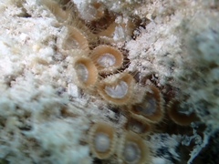 Palythoa grandiflora