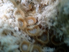 Palythoa grandiflora