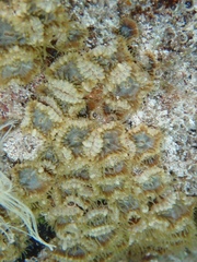 Palythoa grandiflora