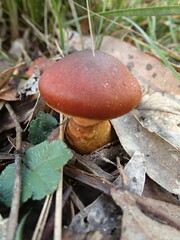 Cortinarius persplendidus