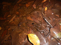 Hydaticus bimarginatus