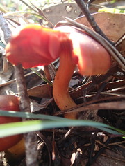 Cortinarius persplendidus